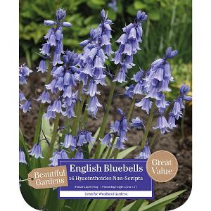 Hyacinthoides non-scripta - English Bluebells (16 Bulbs)