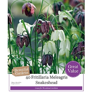 Fritillaria meleagris - Snake's Head Fritillary (40 Bulbs)