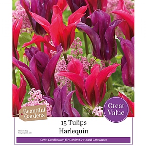 Harlequin Tulip Collection (15 Bulbs)