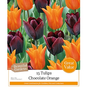 Chocolate Orange Tulip Collection (15 Bulbs)