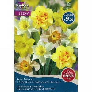 4 Months of Daffodils Collection (30 Bulbs)