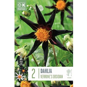 Dahlia Verrone's Obsidian - 2 Bulbs