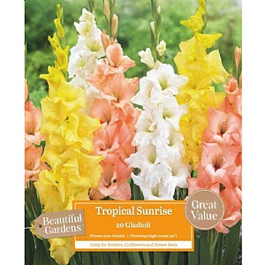 Gladioli Tropical Sunrise (20 Corms)