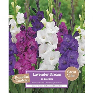 Gladioli Lavender Dream (20 Corms)