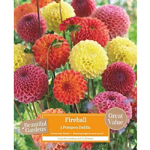 Dahlia Fireball (3 Tubers)