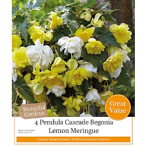 Begonia Lemon Meringue (4 Tubers)