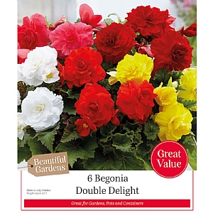 Begonia Double Delight (6 Tubers)