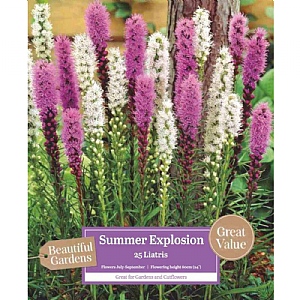 Liatris Summer Explosion (25 Bulbs)