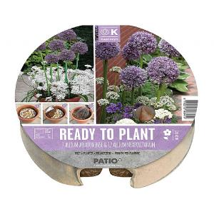 Allium Ready To Plant Plant-O-Mat Tray 24cm (19 Bulbs)