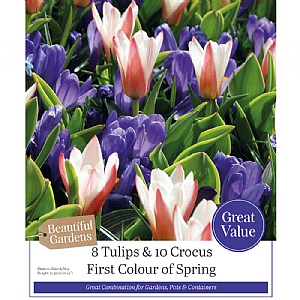 First Colour of The Spring Tulips & Crocus Collection (25 Bulbs)