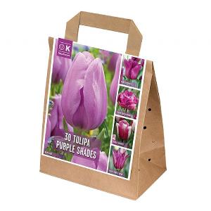 Purple Shades Tulip Collection (30 Bulbs)