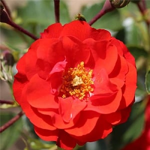 'Grandpa's Rose' Bush Rose 3L