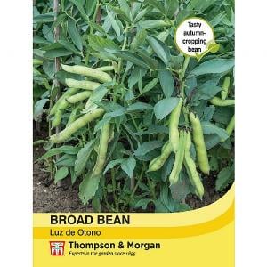 Thompson & Morgan Broad Bean Luz de Otono Seeds