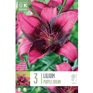 Lilium 'Purple Dream' (3 Bulbs)