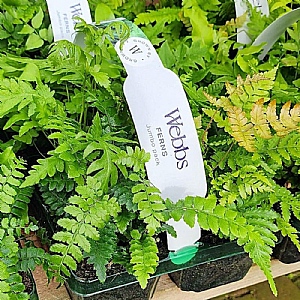 Mixed Fern Jumbo 6 Pack