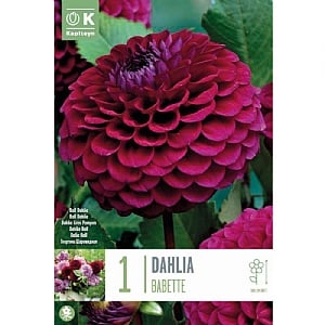 Dahlia Babette - 1 Bulb