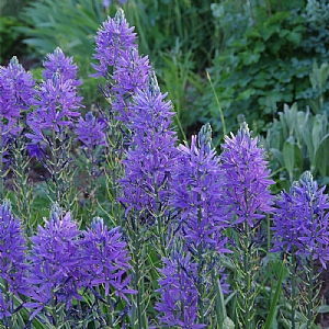 Camasia leichtlinii 'Caerulea' (Bag of 3 Bulbs)