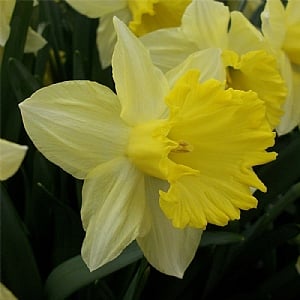 Narcissus 'Bestseller' (Bag of 15 Bulbs)