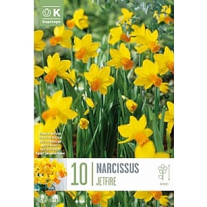 Narcissus 'Jetfire' (Bag of 10 Bulbs)