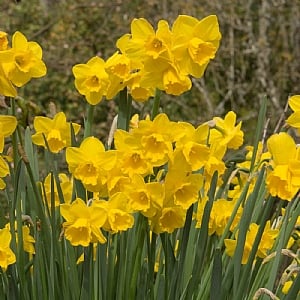 Narcissus 'Quail' (Bag of 15 Bulbs)