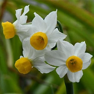 Narcissus 'Canaliculatus' (Bag of 15 Bulbs)