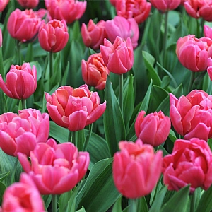 Tulip 'Sunset Tropical' (Bag of 7 Bulbs)