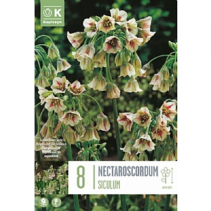 Nectaroscordum siculum (8 Bulbs)