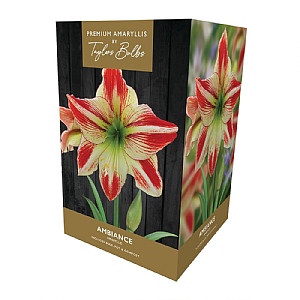 Amaryllis 'Ambiance' Gift Pack