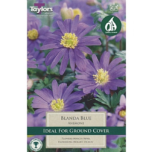 Anemone blanda Blue (20 Bulbs)