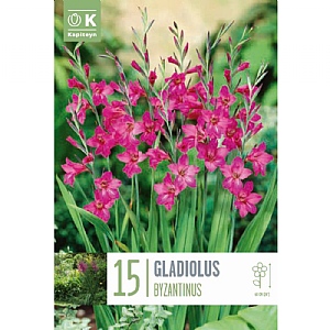 Gladiolus byzantinus (15 Bulbs)