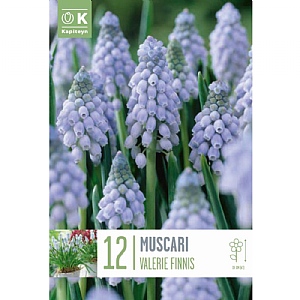 Muscari armeniacum 'Valerie Finnis' (12 Bulbs)