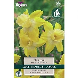 Narcissus 'Hillstar' (7 Bulbs)