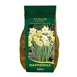 Narcissus 'Ice Follies' Carri-Pack