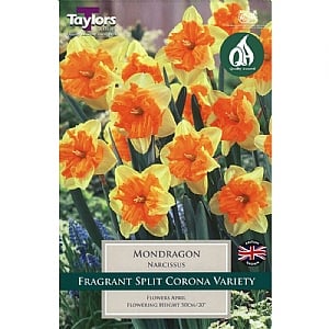 Narcissus 'Mondragon' (5 Bulbs)