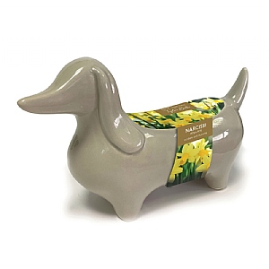 Narcissu 'Tete a Tete' Ceramic Sausage Dog Gift Planter