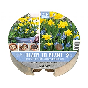 Narcissus & Muscari Ready to Plant Plant-O-Mat Tray 24cm  (19 Bulbs)