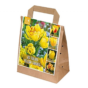 Tulip Yellow Shades Collection (30 Bulbs)