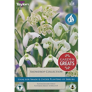 Snowdrop Bulb Collection (20 Bulbs)