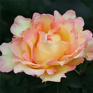 'Eureka' Bush Rose 3L