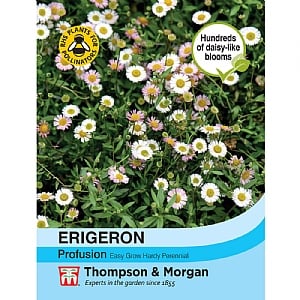 Thompson & Morgan Erigeron karvinskian Profusion Seeds