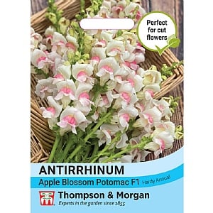 Thompson & Morgan Antirrhinum majus Apple Blossom Potomac F1 Seeds