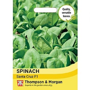 Thompson & Morgan Spinach Santa Cruz F1 Seeds