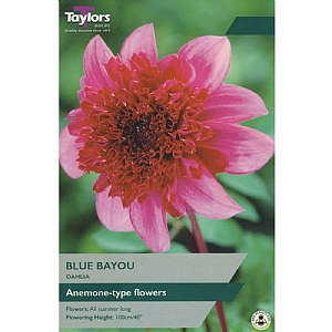 Dahlia 'Blue Bayou' (1 Tuber)