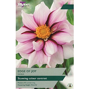 Dahlia 'Edge of Joy' (1 Tuber)