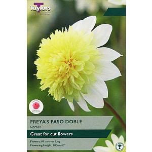 Dahlia 'Freya's Paso Doble' (1 Tuber)