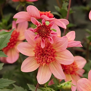 Dahlia 'Totally Tangerine' (1 Tuber)