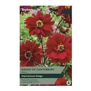 Dahlia Bishop Of Canterbury (1 Bulb)