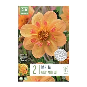 Dahlia Kelsey Annie Joy (2 Bulbs)