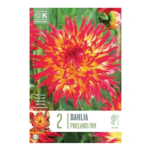 Dahlia Pinelands Pam (2 Bulbs)