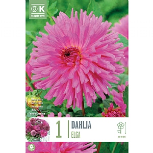 Dahlia 'Elga' (1 Tuber)